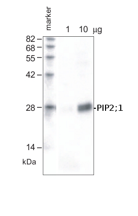 western blot using anti-PIP2;1 antibodies
